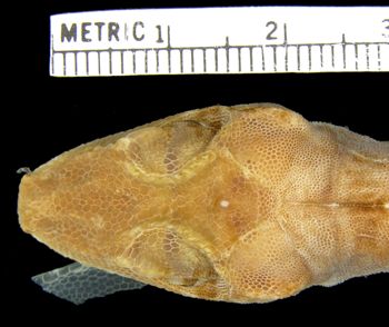 Media type: image; Herpetology R-154128